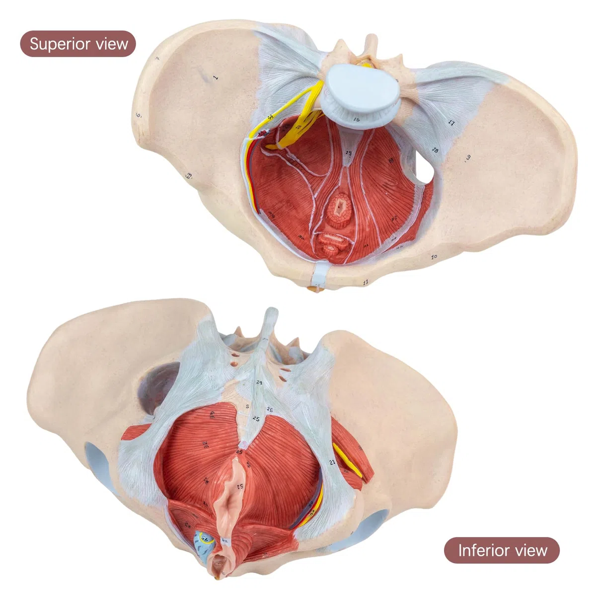 1:1 Lebensgröße Menschliches weibliches Beckenmodell mit Beckenboden Muskeln Perineal Modell Alles in einem weiblichen Anatomie Modell Skelett für den Unterricht der Physiologie Hygiene von Anatomie