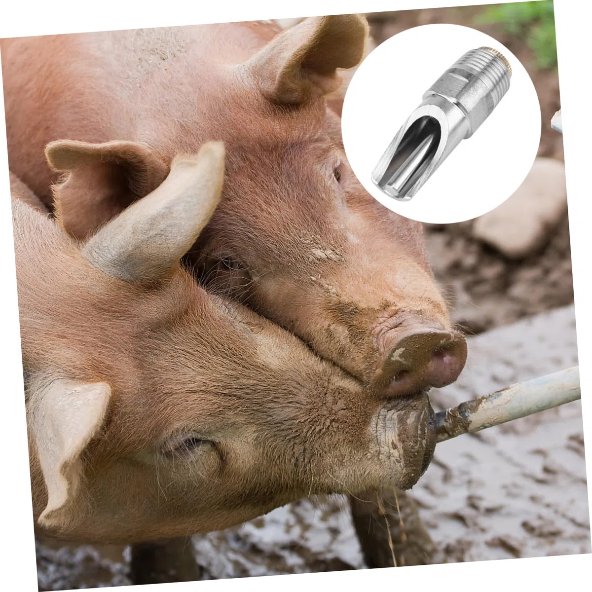 10 Stück Edelstahl Schweine Wassernippel mit Kupferkappe Automatische Schweinetränke Langlebig und Tropffrei für Sauen und Mastschweine in Tierhaltung