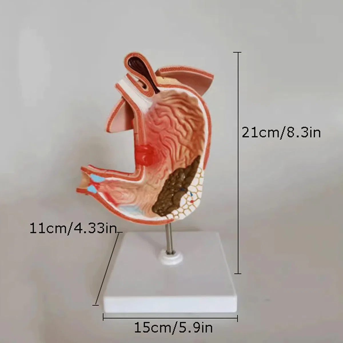 Menschliches Organmodell Menschliches Organmodell Medizinisches Gerät Für Anatomie Unterrichtsausrüstung Für Das Verdauungsgerät Für Das Schulstudium