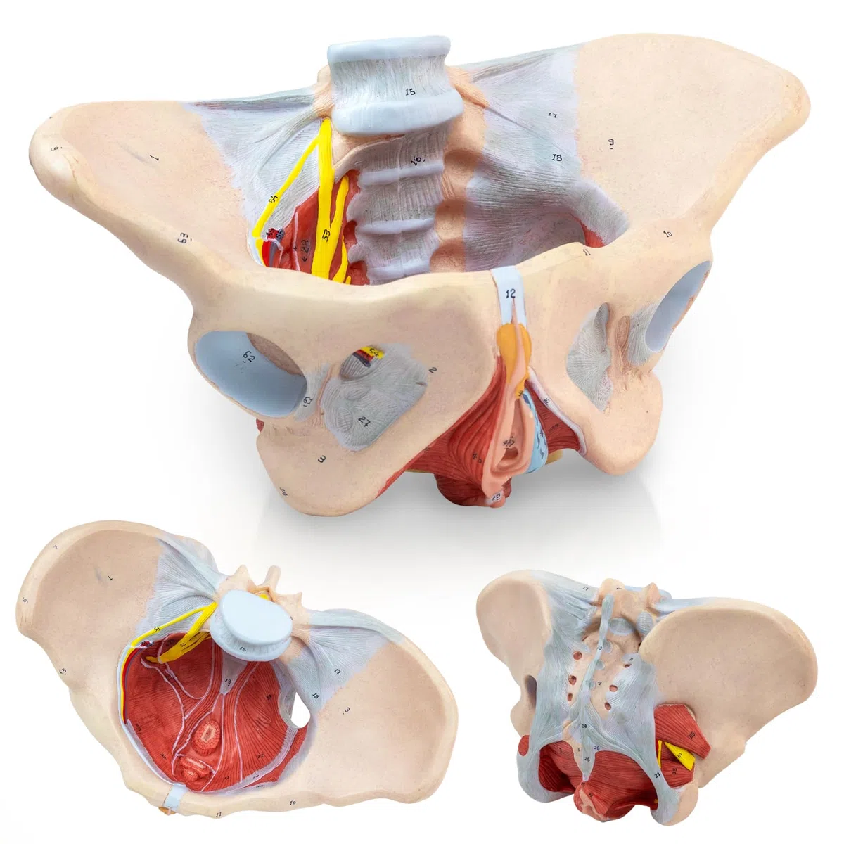 1:1 Lebensgröße Menschliches weibliches Beckenmodell mit Beckenboden Muskeln Perineal Modell Alles in einem weiblichen Anatomie Modell Skelett für den Unterricht der Physiologie Hygiene von Anatomie