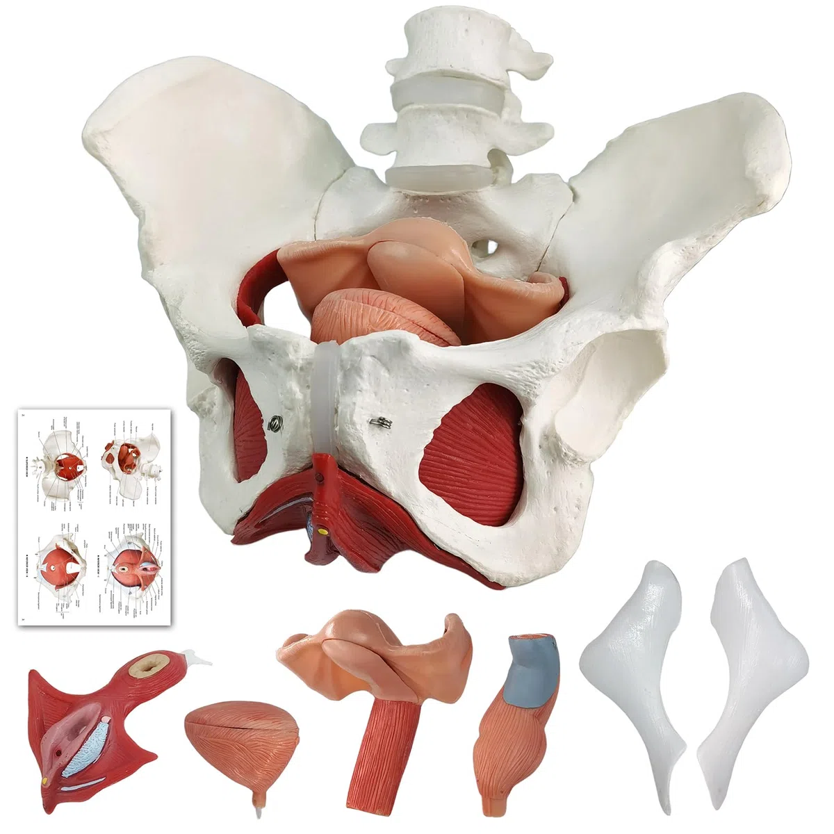 Weibliches Becken Perineum Modell mit abnehmbaren Organen, magnetische Montage, handbemalt, weibliches Beckenboden Muskel Anatomisches Modell Uterus Vagina Ovary, Blase, Rektum 6-Teile zum Lernen
