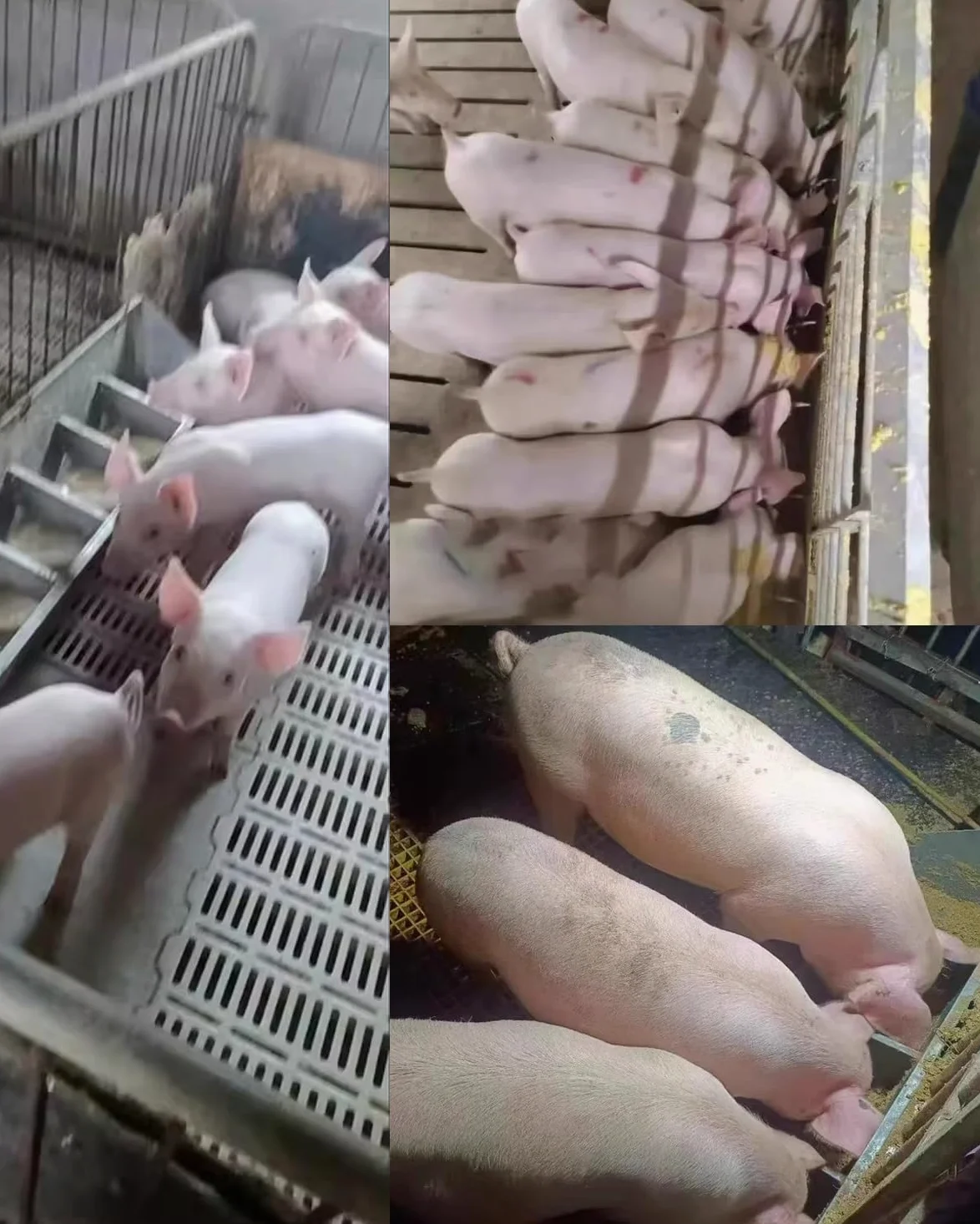 Schweinetrog Futtertrog Aus Edelstahl In Landwirtschaftsqualität für Schweine, 5/8/10 Löcher, Robust, Leicht zu Reinigen, Futterschale für Ferkel(59 inch Long with 8 bit)