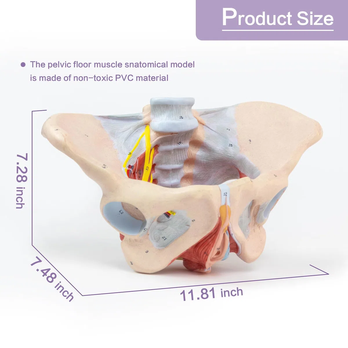1:1 Lebensgröße Menschliches weibliches Beckenmodell mit Beckenboden Muskeln Perineal Modell Alles in einem weiblichen Anatomie Modell Skelett für den Unterricht der Physiologie Hygiene von Anatomie