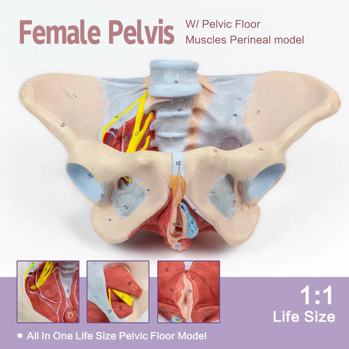 1:1 Lebensgröße Menschliches weibliches Beckenmodell mit Beckenboden Muskeln Perineal Modell Alles in einem weiblichen Anatomie Modell Skelett für den Unterricht der Physiologie Hygiene von Anatomie