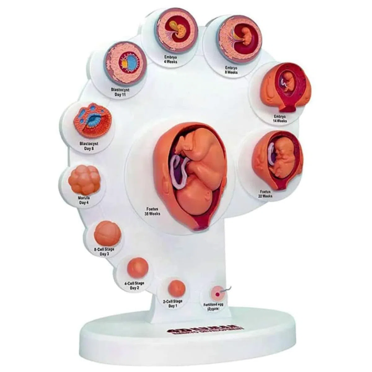 4D Fetus Modell - Anatomisches Modell zur Entwicklung des Fötus für medizinisches Lehren und Lernen - Gebärmutter-Embryo-Wachstumsprozess Anatomie Bildungsbedarf