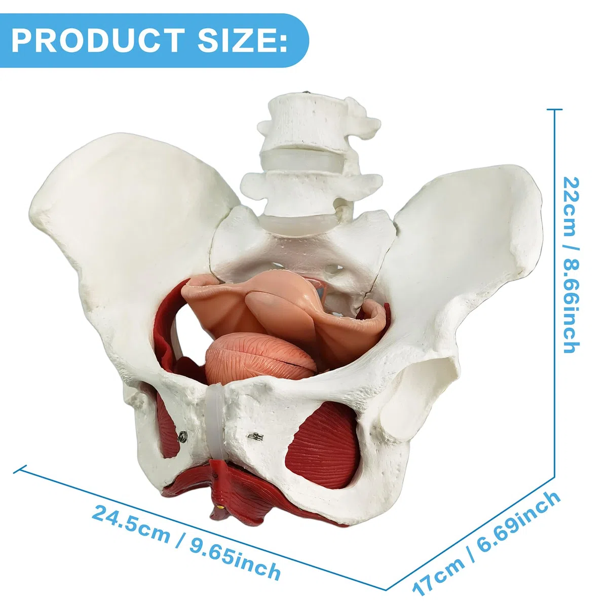 Weibliches Becken Perineum Modell mit abnehmbaren Organen, magnetische Montage, handbemalt, weibliches Beckenboden Muskel Anatomisches Modell Uterus Vagina Ovary, Blase, Rektum 6-Teile zum Lernen