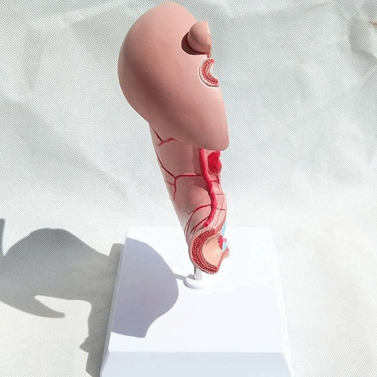 Menschliches Organmodell Menschliches Organmodell Medizinisches Gerät Für Anatomie Unterrichtsausrüstung Für Das Verdauungsgerät Für Das Schulstudium