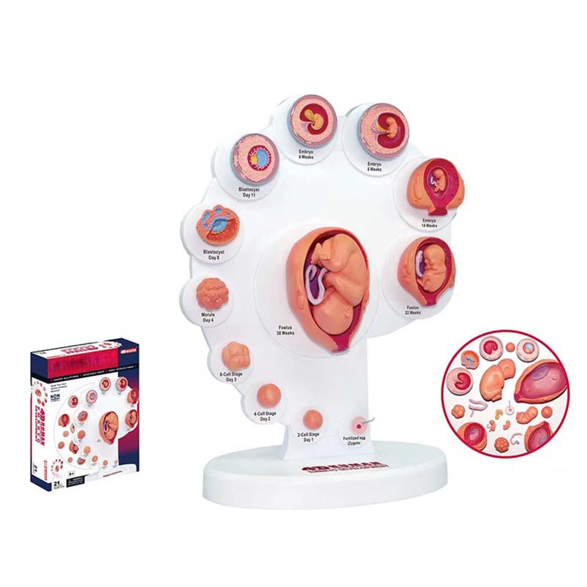 4D Fetus Modell - Anatomisches Modell zur Entwicklung des Fötus für medizinisches Lehren und Lernen - Gebärmutter-Embryo-Wachstumsprozess Anatomie Bildungsbedarf