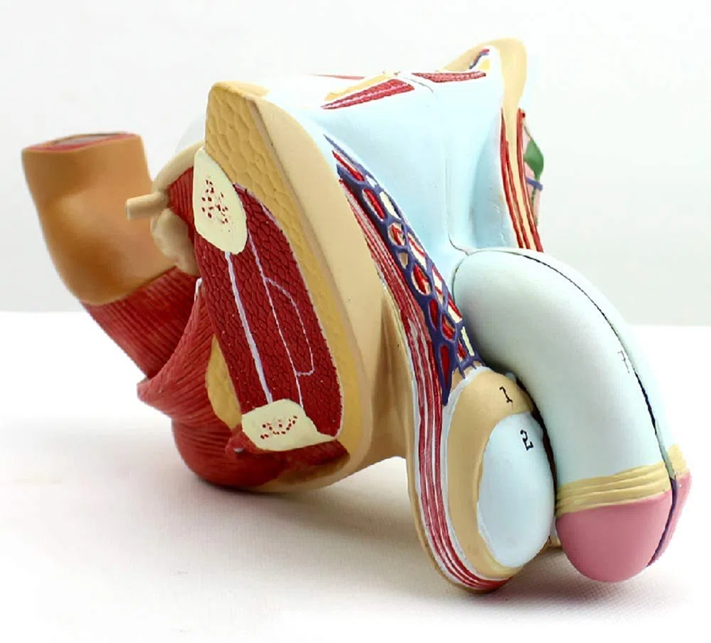 Medizinische Menschliche Männliche Fortpflanzungsorgan Strukturmodell Urogenitalsystems Medizinische Urologie Medizinische Geräte Testiculemodèles Und Bildungs