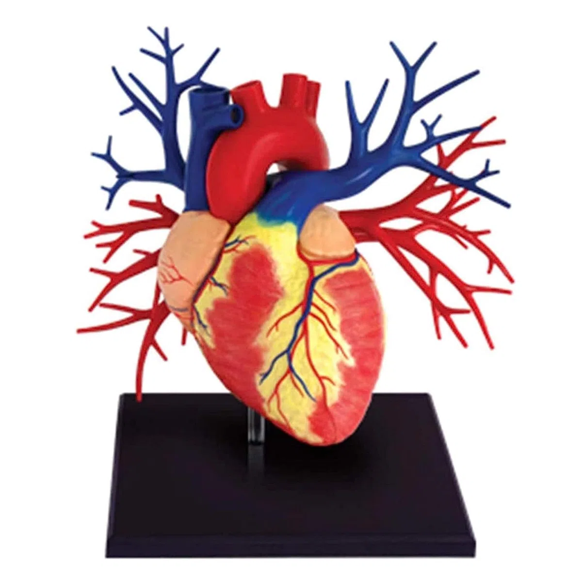 OQOPO 1:1 Herzanatomiemodell, abnehmbares viszerales Modell, medizinische Geräte, für naturwissenschaftliches Klassenzimmer, Studium, Anzeige, Lehren, medizinisches Modell
