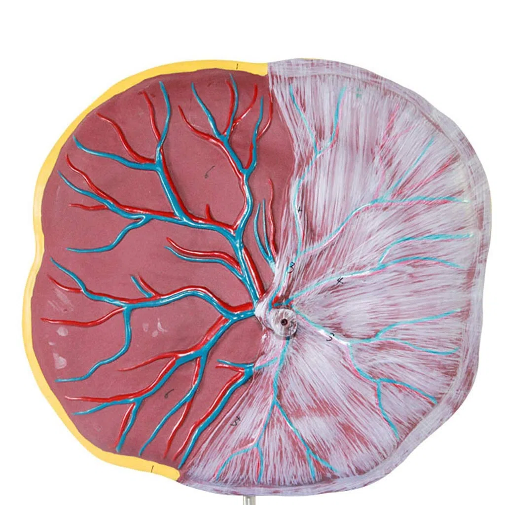 Plazenta- Und Nabelschnurmodell, Medizinische Geräte, Modell Der Menschlichen Anatomie, Medizinisches Lehrmittel, Medizinische Modelle Und Lehrmaterialien