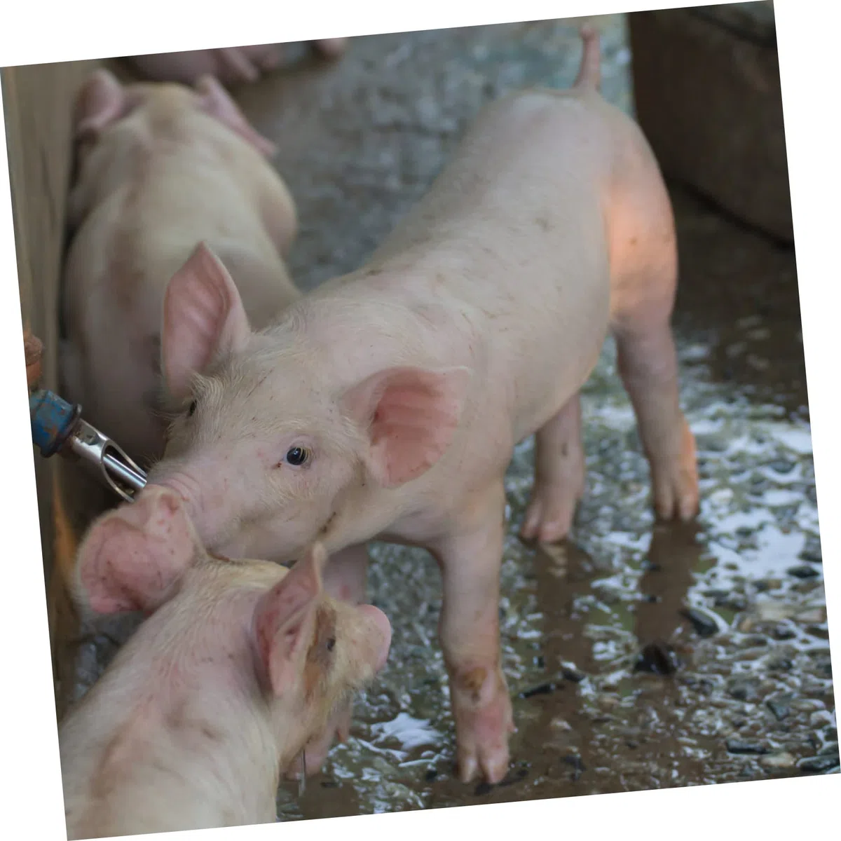 10 Stück Edelstahl Schweine Wassernippel mit Kupferkappe Automatische Schweinetränke Langlebig und Tropffrei für Sauen und Mastschweine in Tierhaltung