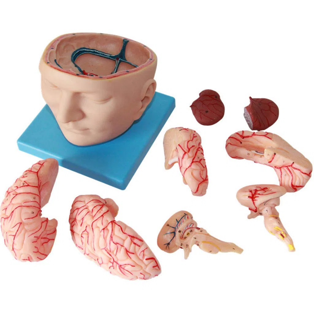 Anatomisches Gehirnmodell – Abnehmbares menschliches Gehirn-Anatomie-Modell für medizinische Lehrhilfe, digitales Design, Laborausrüstung, pädagogisches Werkzeug für Training